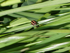 Paranaemia vittigera