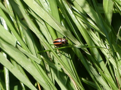 Paranaemia vittigera