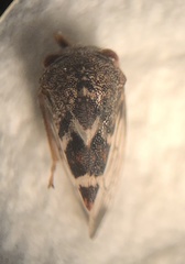 Cyrtolobus tuberosus