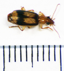 Trigonothops pacifica