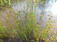 Juncus articulatus limosus
