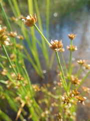 Juncus articulatus limosus