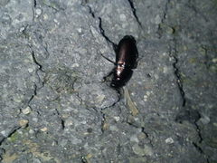 Harpalus distinguendus