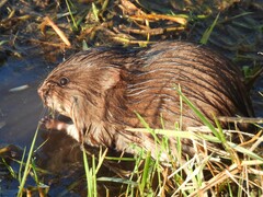 Round-Tailed Muskrat photo 1