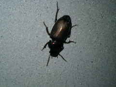 Harpalus distinguendus