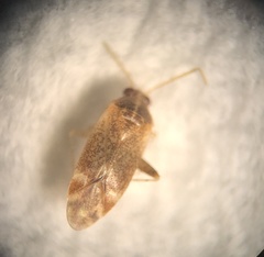 Hamatophylus guttulosus