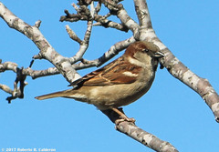 Passer domesticus