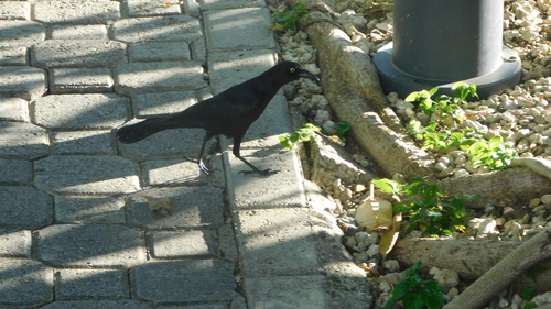 Greater Antillean Grackle