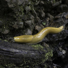 Ariolimax dolichophallus