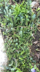 Tracheophyta