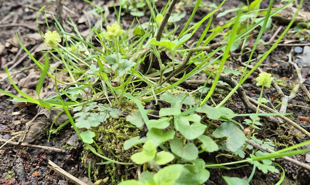 Moschatel (Adoxa moschatellina)