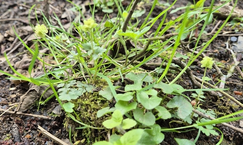Adoxa moschatellina iNat (1)