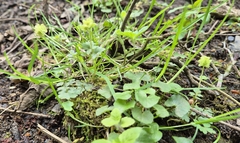 Moschatel (Adoxa moschatellina)