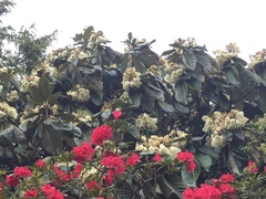 Rhododendron falconeri