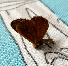 Habrophylla euryzona