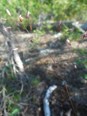 Agrostis vinealis trinii