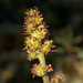 Micranthes hieraciifolia - Photo (c) Susan Elliott, algunos derechos reservados (CC BY-NC), subido por Susan Elliott