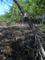 Agrostis vinealis trinii