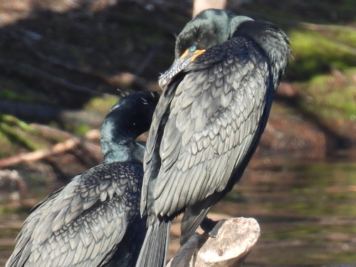 Cormorán orejudo (Nannopterum auritum)
