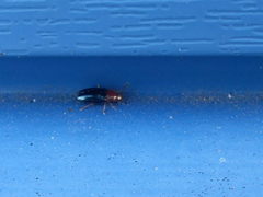 Podagrica fuscicornis