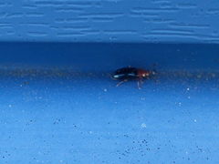 Podagrica fuscicornis