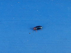 Podagrica fuscicornis