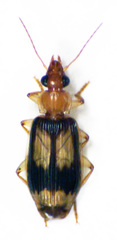 Trigonothops pacifica