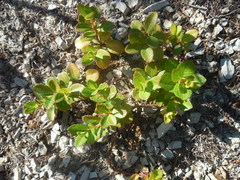 Gaultheria pyroloides