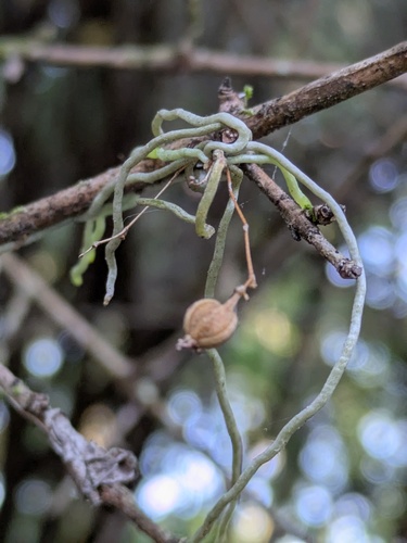 Dendrophylax porrectus, photograph 6