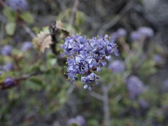 Ceanothus jepsonii jepsonii