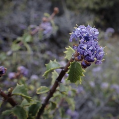 Ceanothus jepsonii jepsonii