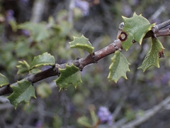 Ceanothus jepsonii jepsonii
