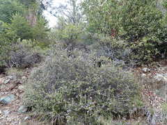 Ceanothus jepsonii jepsonii