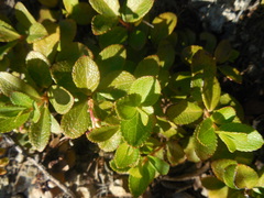 Gaultheria pyroloides