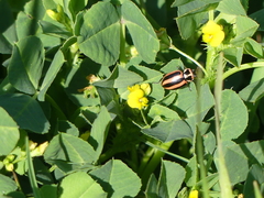 Paranaemia vittigera