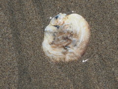 Pododesmus macrochisma