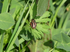 Paranaemia vittigera