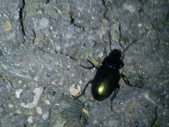 Harpalus distinguendus