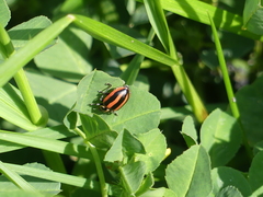 Paranaemia vittigera