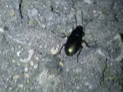 Harpalus distinguendus