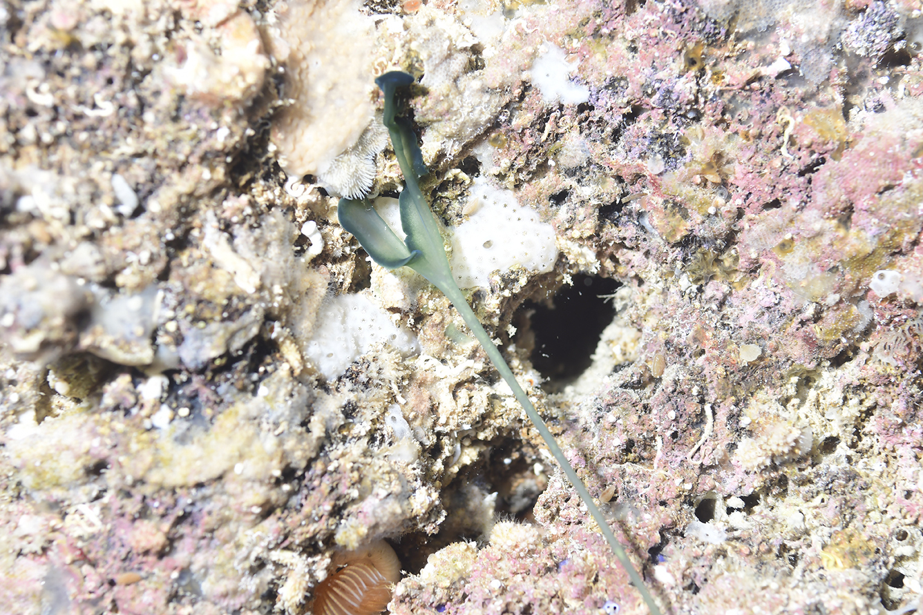 Bonellia viridis Rolando, 1822