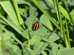 Paranaemia vittigera