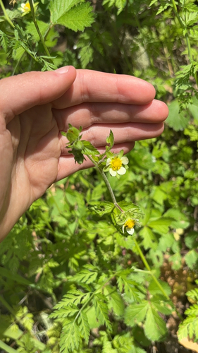 iNaturalist observation photo of sticky cinquefoil