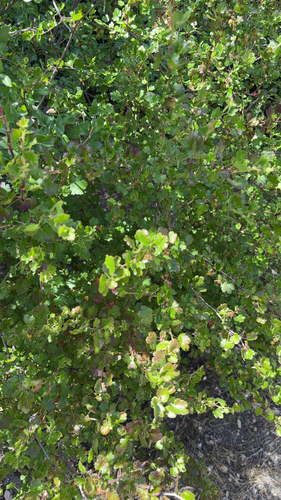 iNaturalist observation photo of hillside gooseberry
