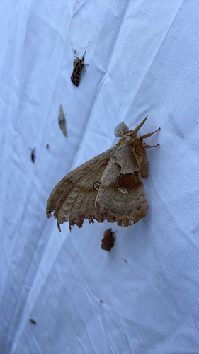 iNaturalist observation photo of Polyphemus Moth