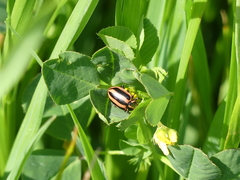 Paranaemia vittigera