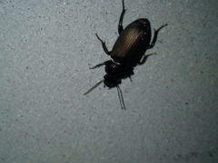 Harpalus distinguendus