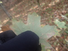 Acer leucoderme