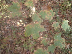 Acer leucoderme