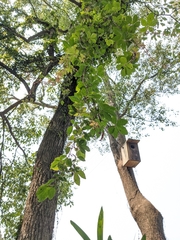 Tetrastigma obtectum